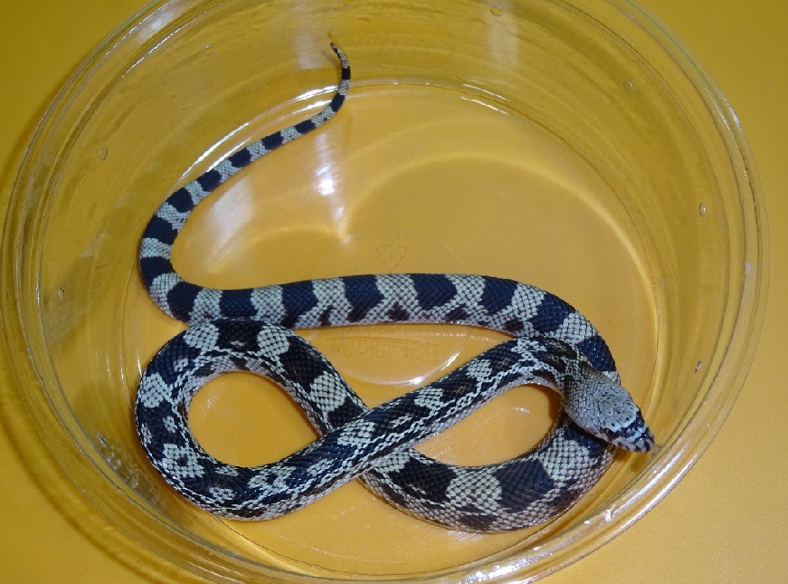 Northern Pine Snake Facts, Description, Diet, and Pictures