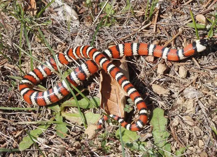 Arizona Mountain Kingsnake Facts Description Diet And Pictures