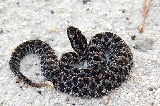 Dusky Pygmy Rattlesnake Facts, Description, Diet, And Pictures