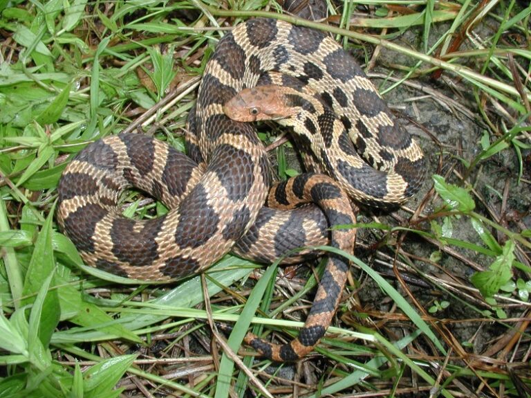 Eastern Fox Snake Facts, Description, Diet, and Pictures