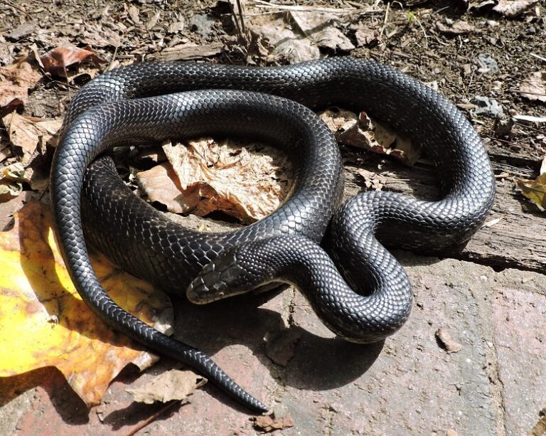 Eastern Rat Snake Facts, Description, Diet, And Pictures