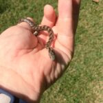 Image showcasing Mole Kingsnake Facts, Description, Diet, and Pictures