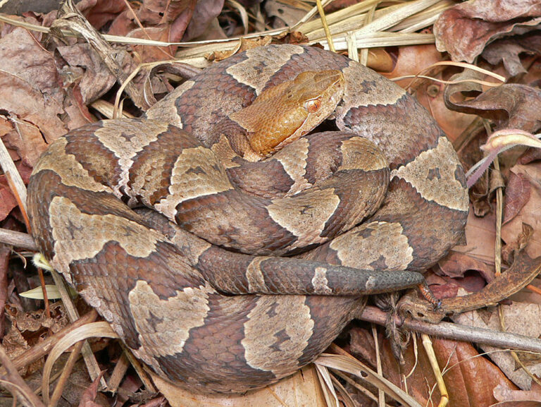 Northern Copperhead Facts, Description, Diet, and Pictures