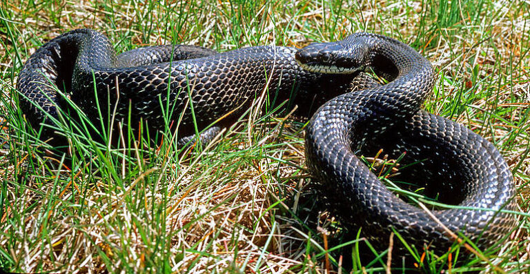 Western Rat Snake Facts, Description, Diet, and Pictures