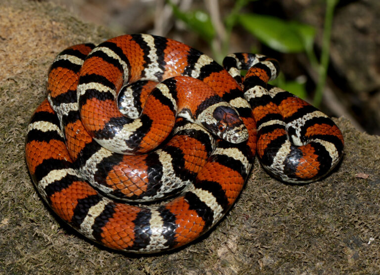 Red Milk Snake Facts, Description, Diet, and Pictures