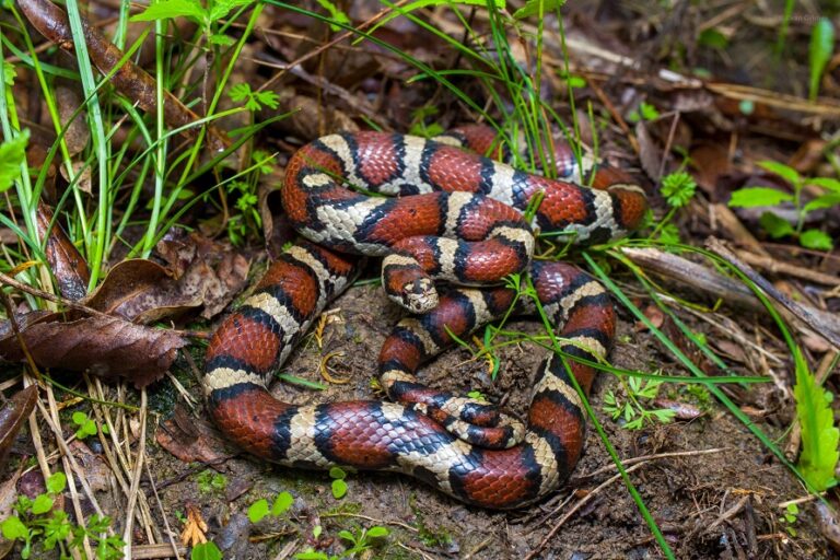 Red Milk Snake Facts, Description, Diet, and Pictures