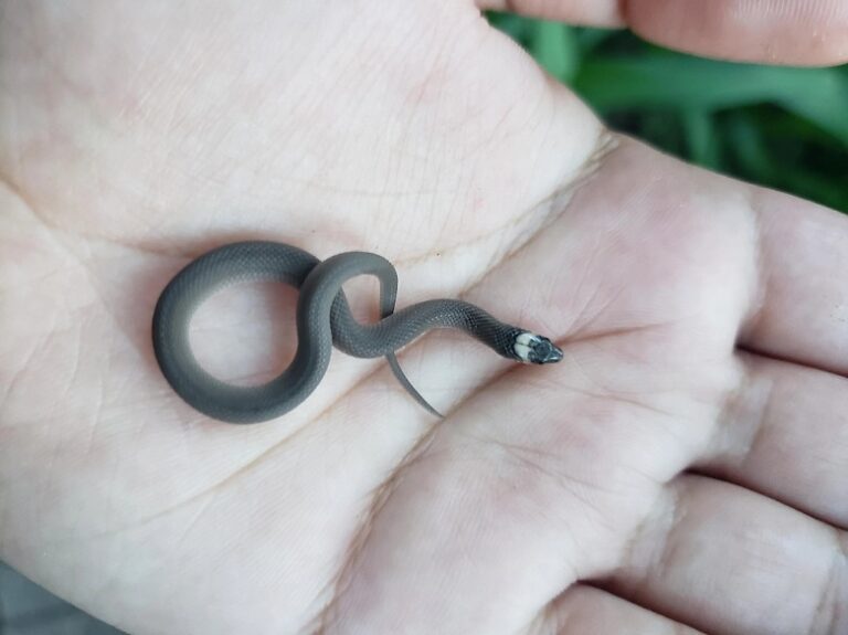 Rough Earth Snake Facts, Description, Diet, and Pictures