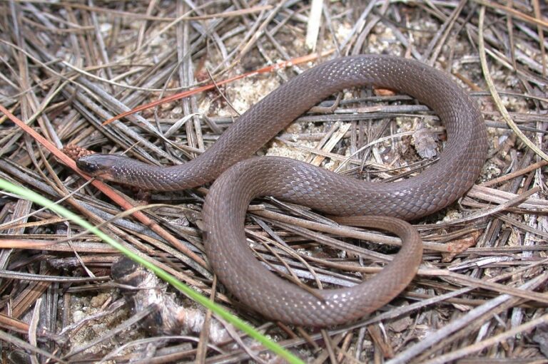 Rough Earth Snake Facts, Description, Diet, and Pictures