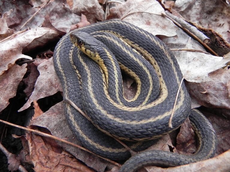 Giant Garter Snake Facts, Description, Diet, And Pictures