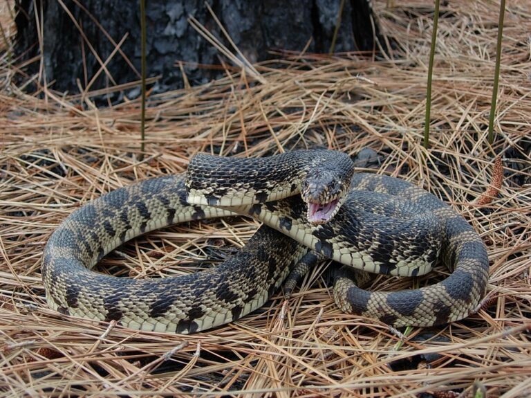 Louisiana Pine Snake Facts, Description, Diet, and Pictures