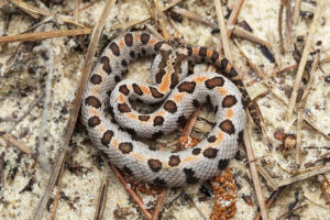 Western Pygmy Rattlesnake Facts, Description, Diet, And Pictures