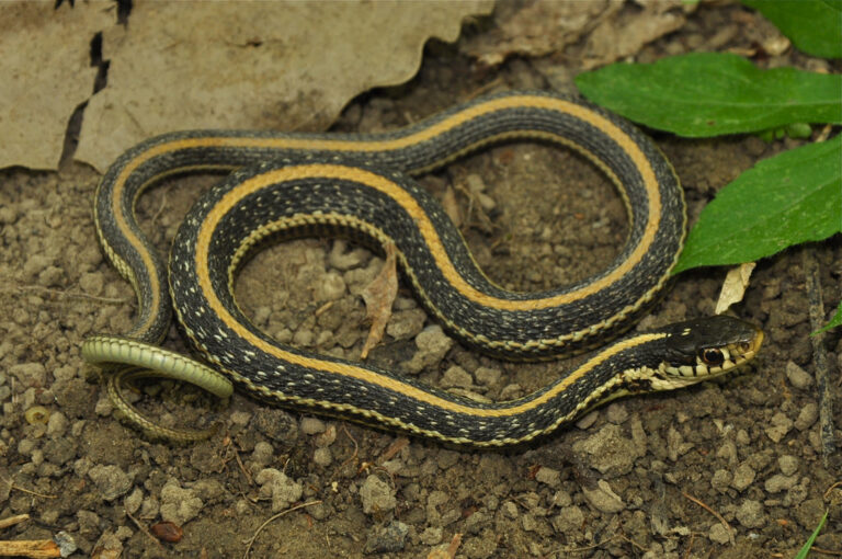 Texas Garter Snake Facts, Description, Diet, And Pictures