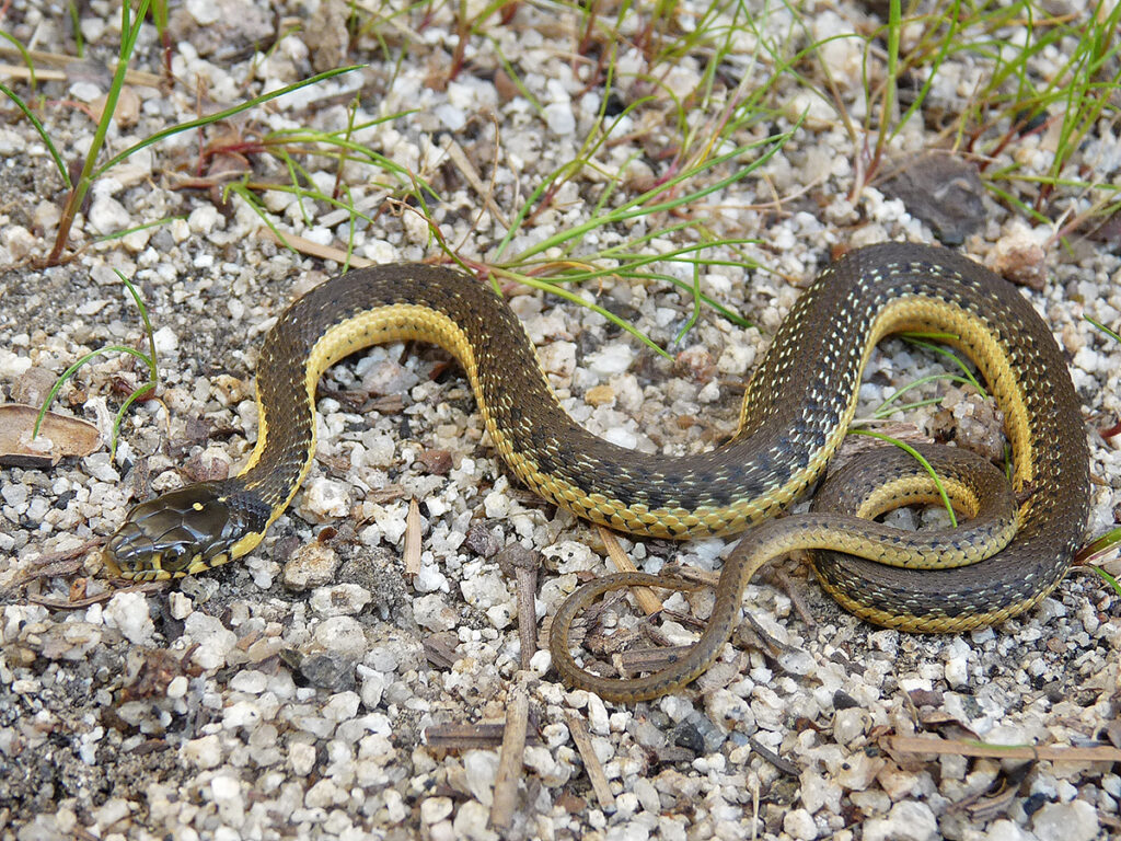 Eastern Garter Snake Facts, Description, Diet, And Pictures