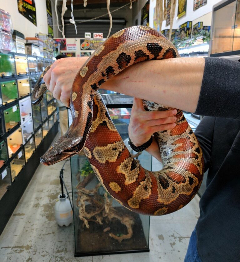 Blood Python – Facts, Size, Habitat, Pictures