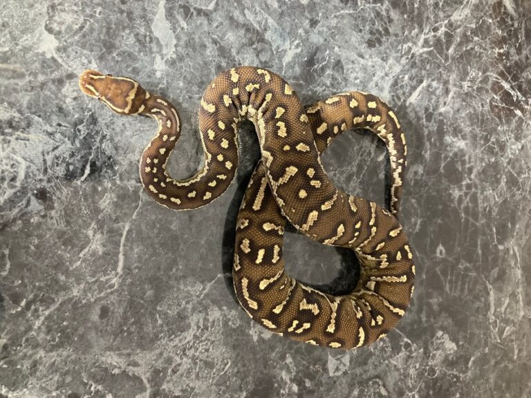 Angolan Python Facts, Description, Diet, and Pictures