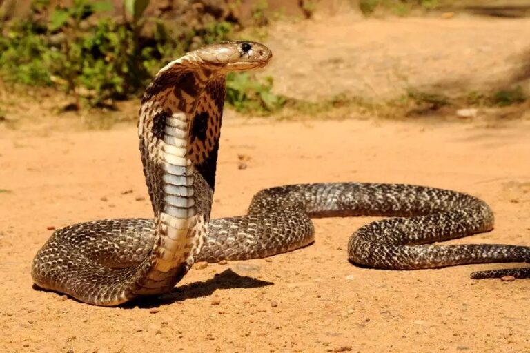 Indian Cobra – Facts, Size, Habitat, Pictures