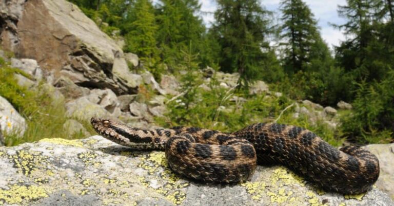 Asp Viper Facts, Description, Diet, and Pictures