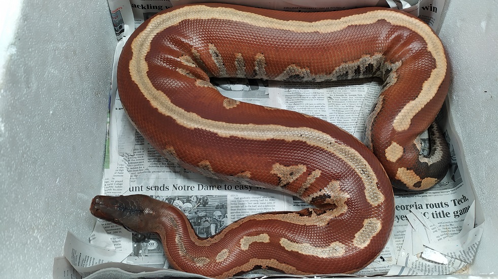 Blood Python Facts Size Habitat Pictures