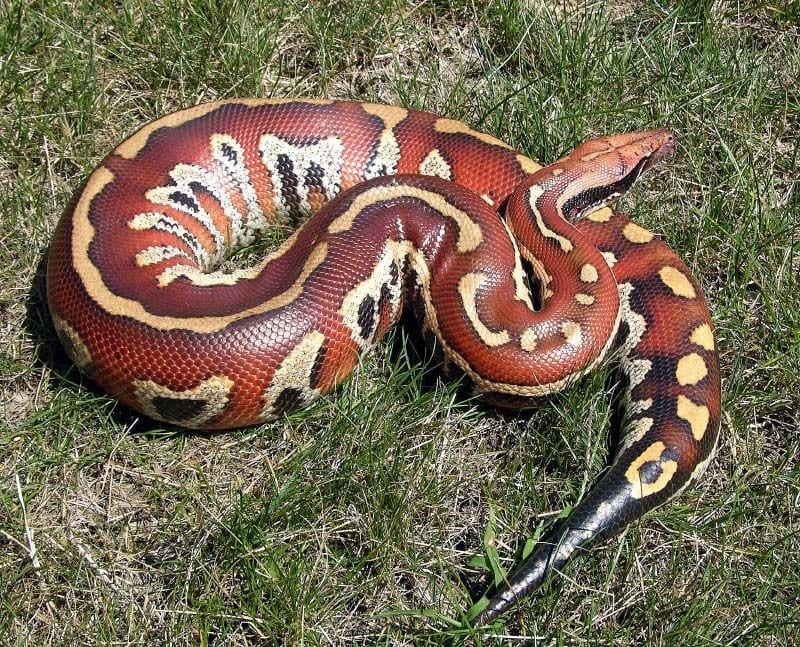 Blood Python Facts Size Habitat Pictures