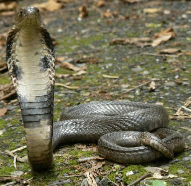 Chinese Cobra Facts, Description, Diet, And Pictures