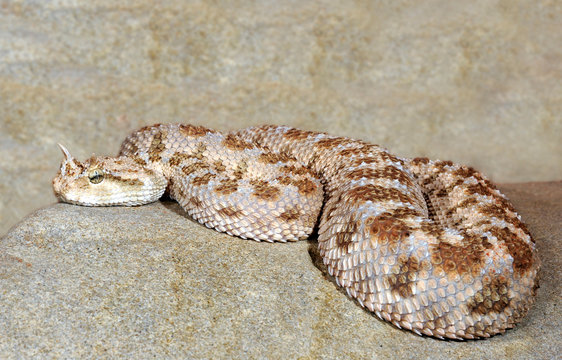 Horned Viper Facts, Description, Diet, and Pictures