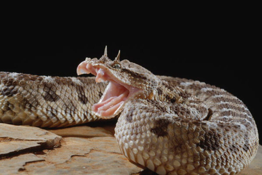 Horned Viper Facts, Description, Diet, and Pictures