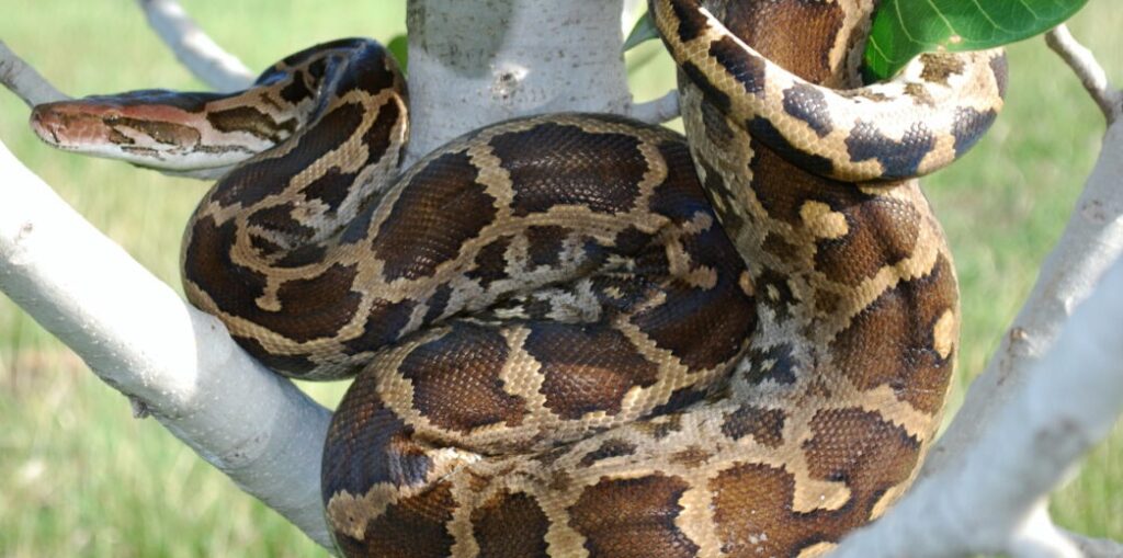 Indian Python – Facts, Size, Habitat, Pictures