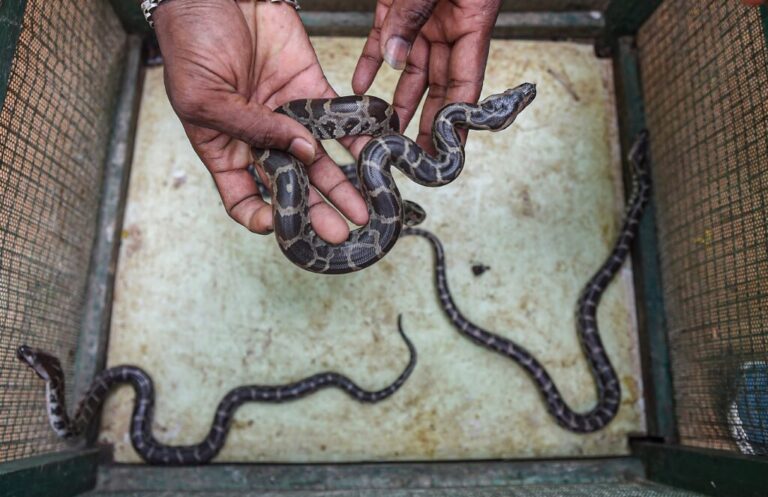 Indian Python – Facts, Size, Habitat, Pictures