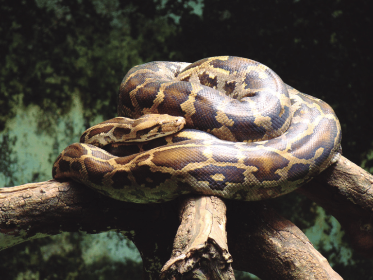 Indian Python – Facts, Size, Habitat, Pictures