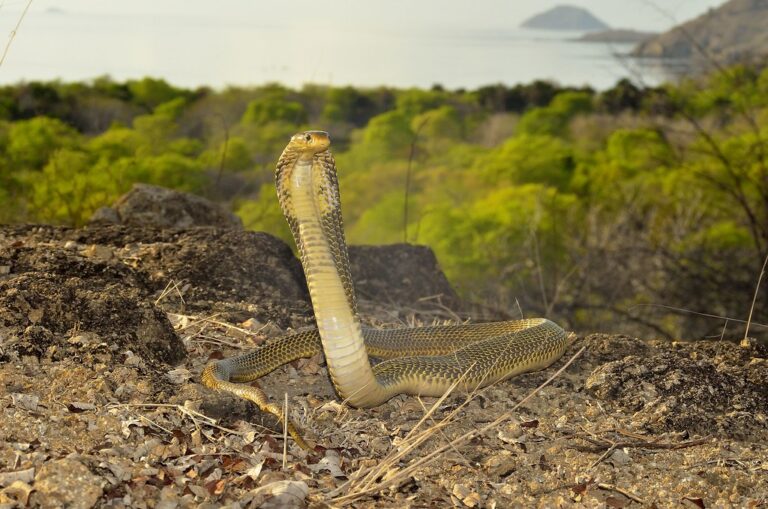 Javan Spitting Cobra – Facts, Size, Habitat, Pictures