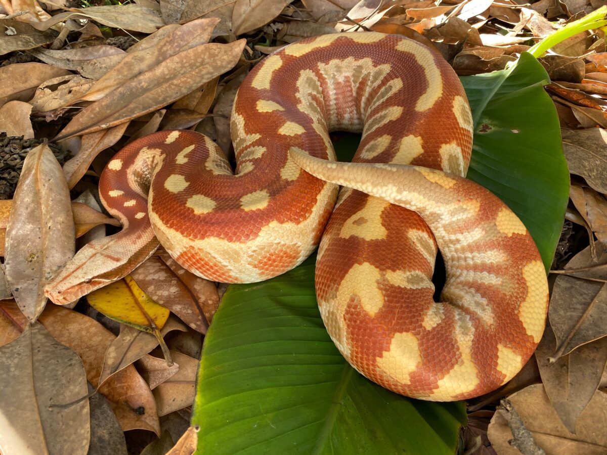 Blood Python Facts Size Habitat Pictures