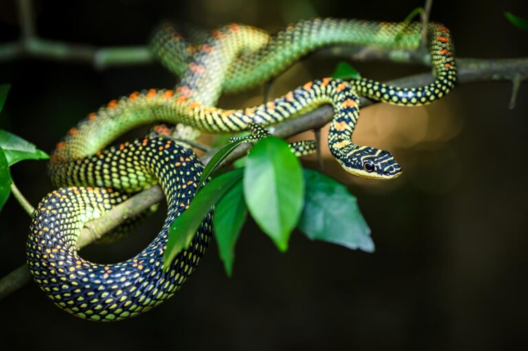 Paradise Flying Snake Facts, Description, Diet, and Pictures