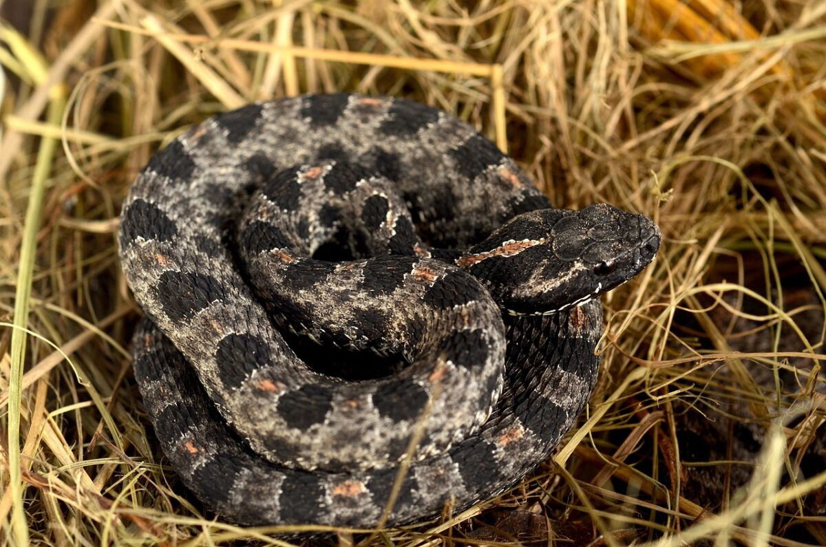 Pygmy Rattlesnake Facts, Description, Diet, and Pictures