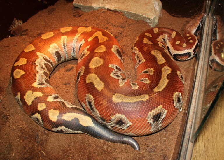 Blood Python – Facts, Size, Habitat, Pictures