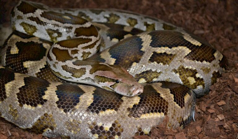 Indian Python – Facts, Size, Habitat, Pictures