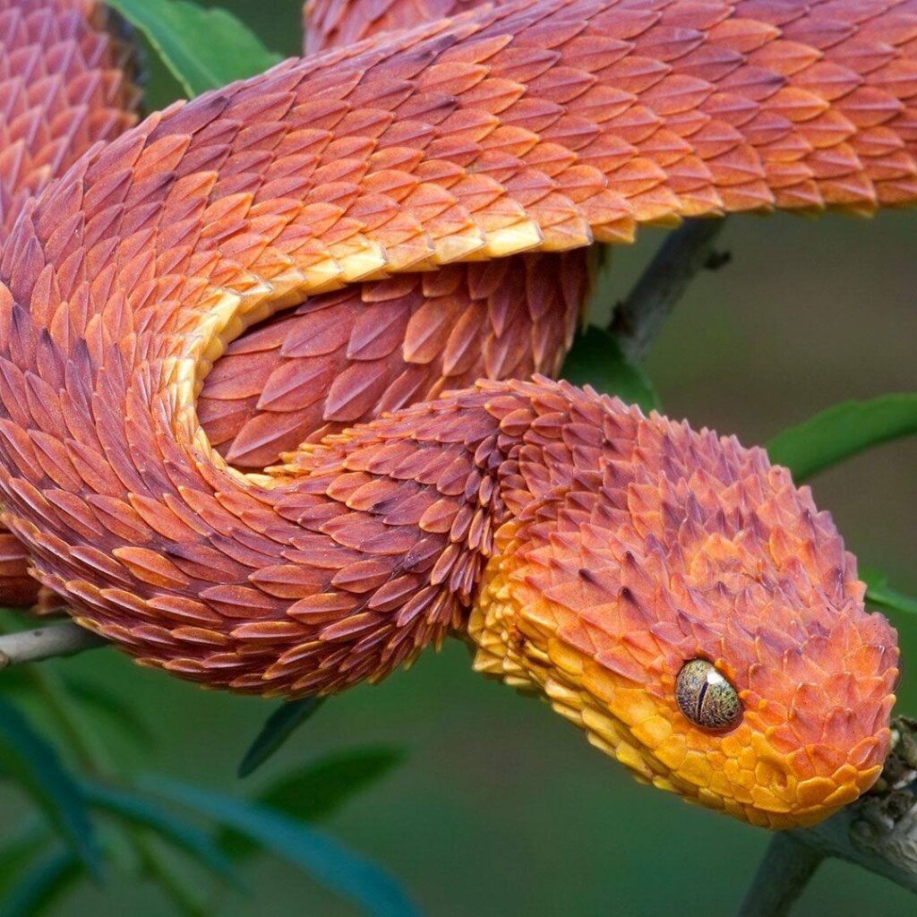 African Bush Viper Facts, Description, Diet, and Pictures