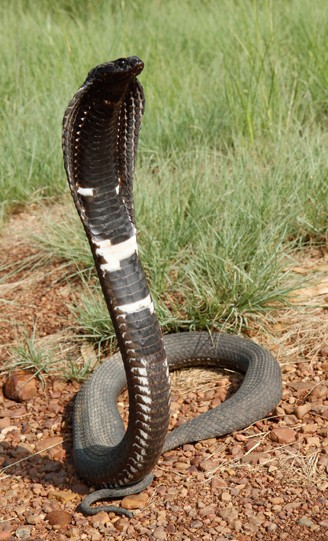 Rinkhals – Facts, Size, Habitat, Pictures