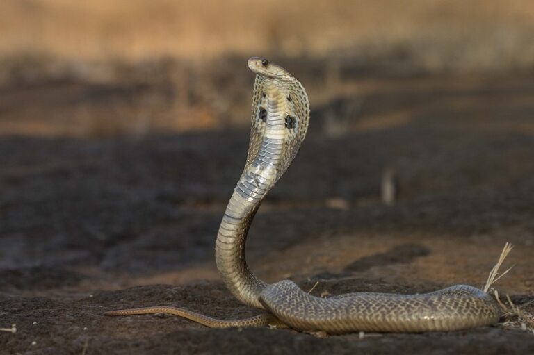 Indian Cobra – Facts, Size, Habitat, Pictures