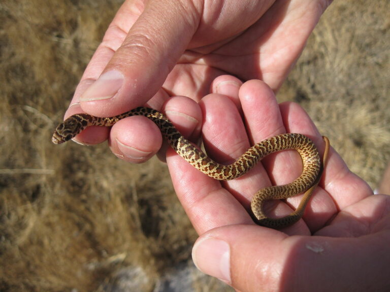 Gopher Snake Facts Description Diet And Pictures