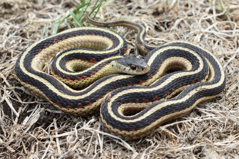 Common Garter Snake Facts, Description, Diet, And Pictures