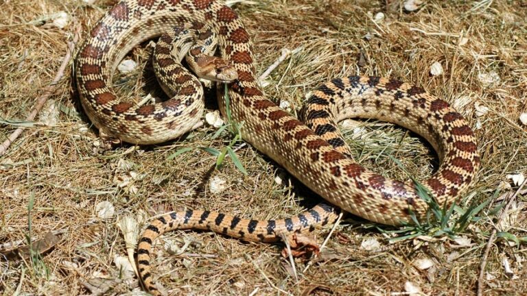 Image showcasing Bullsnake - Wikipedia