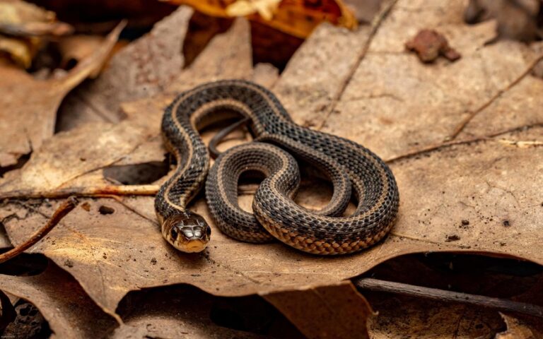 Common Garter Snake Facts, Description, Diet, and Pictures