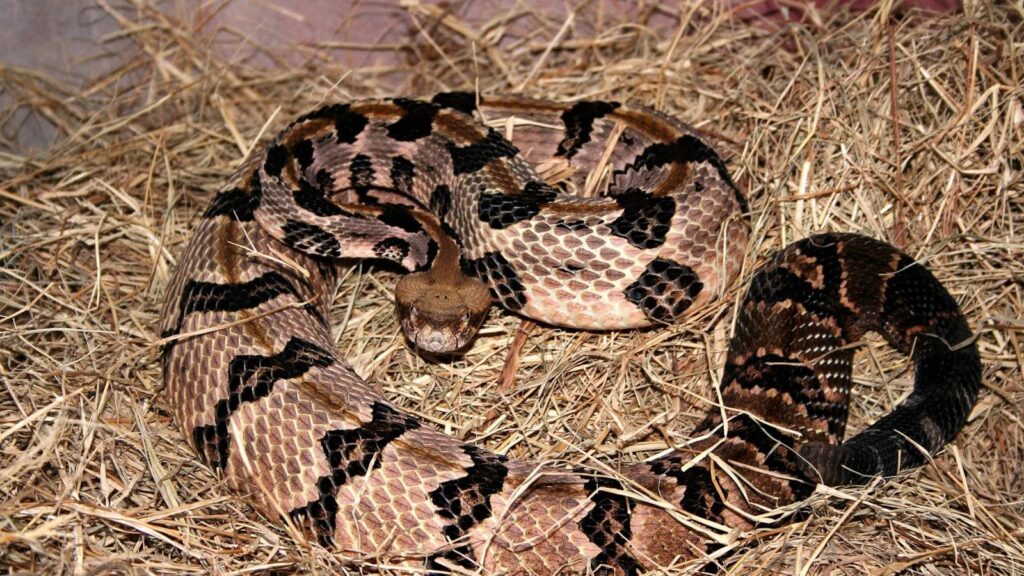 Timber Rattlesnake Facts, Description, Diet, and Pictures