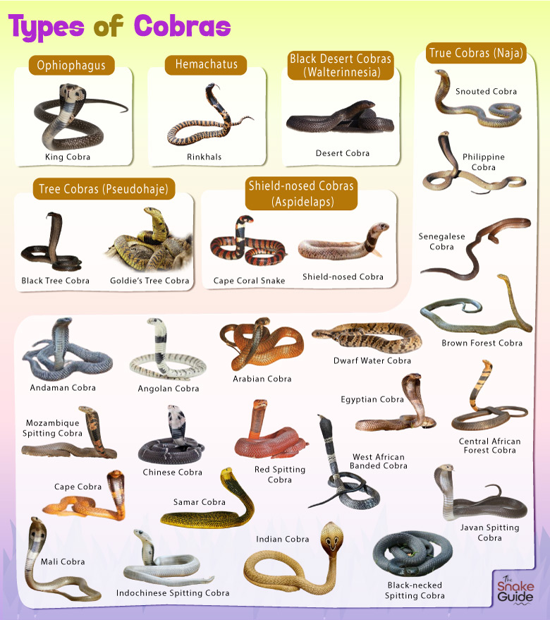 Cobra Facts Types Diet Reproduction Classification Pictures