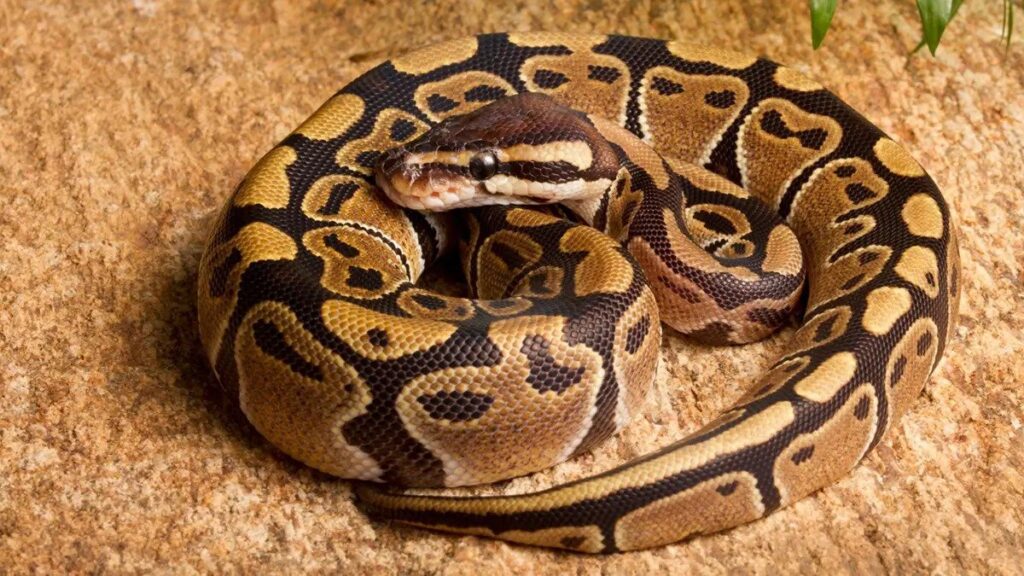 Boa Constrictor Facts Description Lifespan Habitat And Pictures 2723