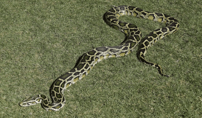Burmese Python Facts, Description, Diet, and Pictures