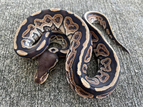 Ball Python Care Sheet I Learn How To Care For Your Ball Python – BHB  Reptiles