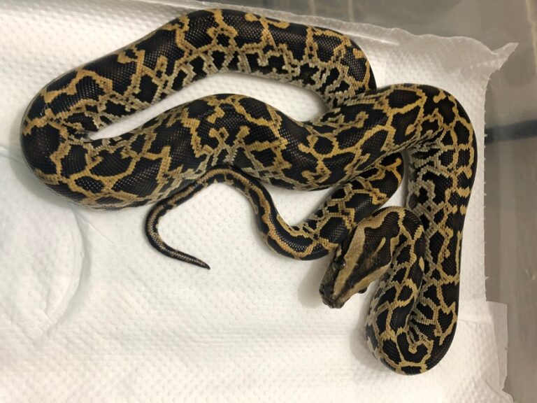 Burmese python facts description diet and pictures